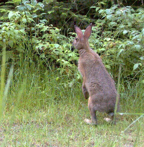 SnowshoeHare_062611_1915hrs.jpg - Snowshoe Hare (Lepus americanus)